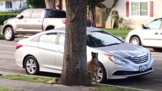 dogchasessquirrel1