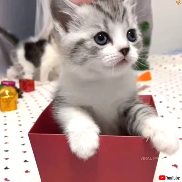 softkitties2_640