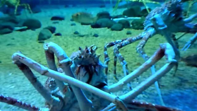 spidercrab2