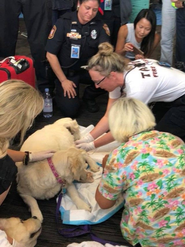 8fhu7-service-dog-gives-birth-at-airport-2_e