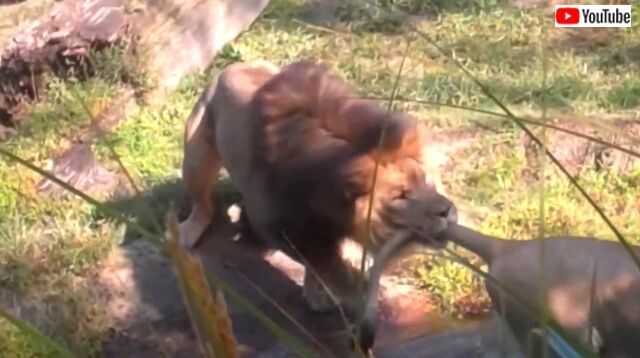 animalheroes7_640