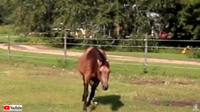 horsenbutterfly4_640