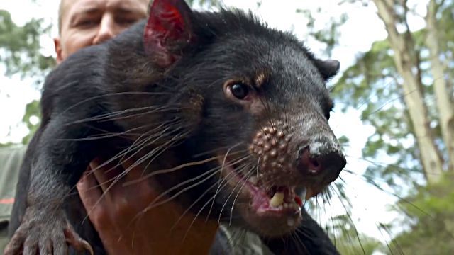 Tasmanian1Devil