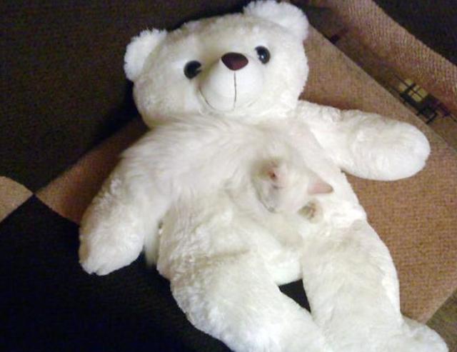 4cat ok