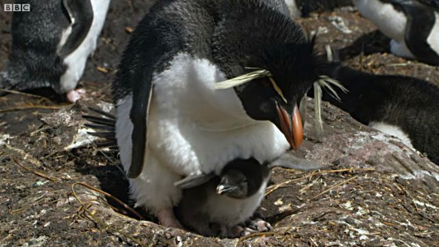 penguins10