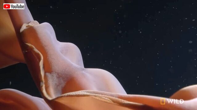 dreamlikejellyfish5_640