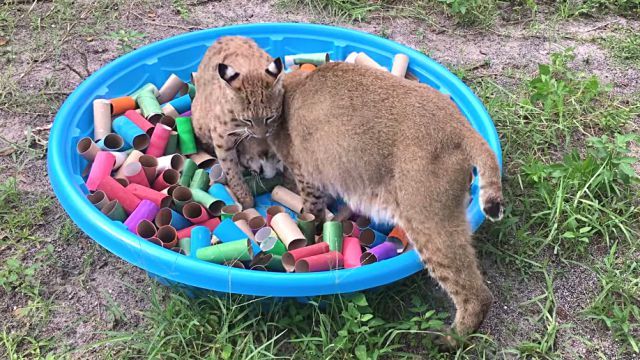 bobcats3