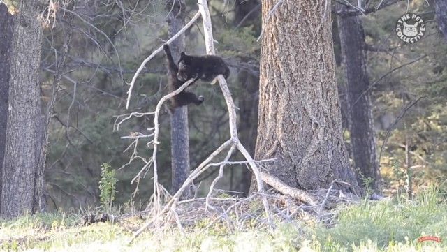 bearsbears5_e