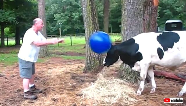 funnycows7_640