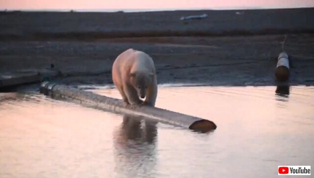 polarbear1_640