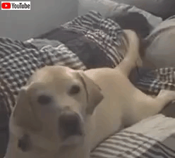 funnymoments5