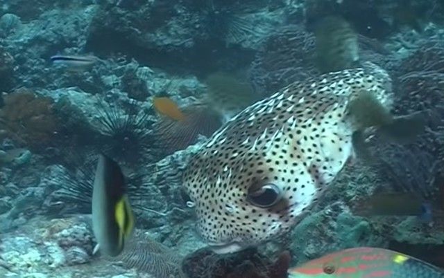 pufferfish20_e