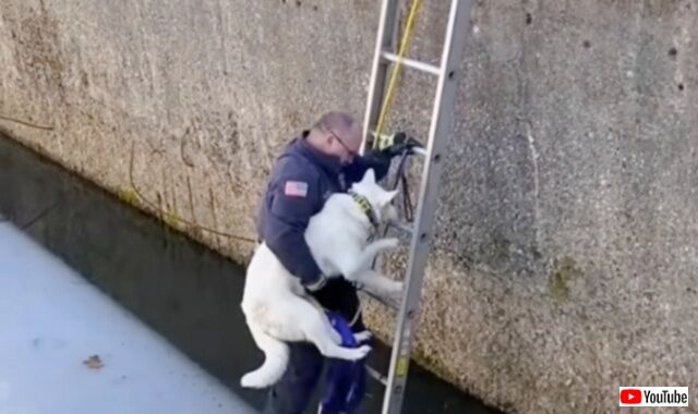 「大丈夫だからこっちにおいで！」氷の張った池に落ちた犬、消防隊員によって無事救出される