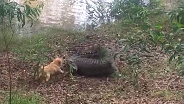 crocndog4_e