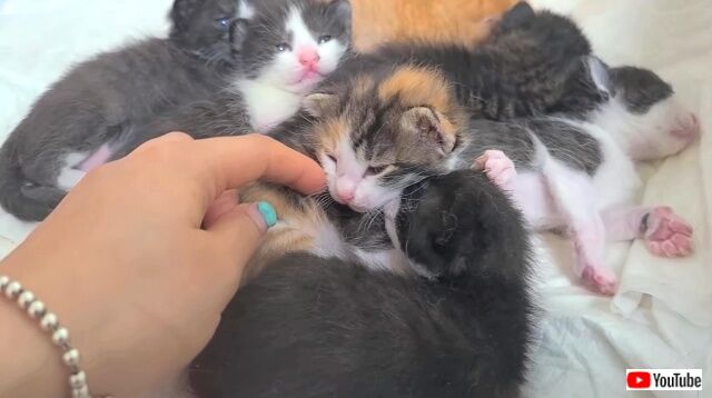 cutestkittens1_640