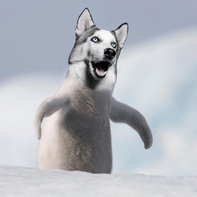 penguin10_e