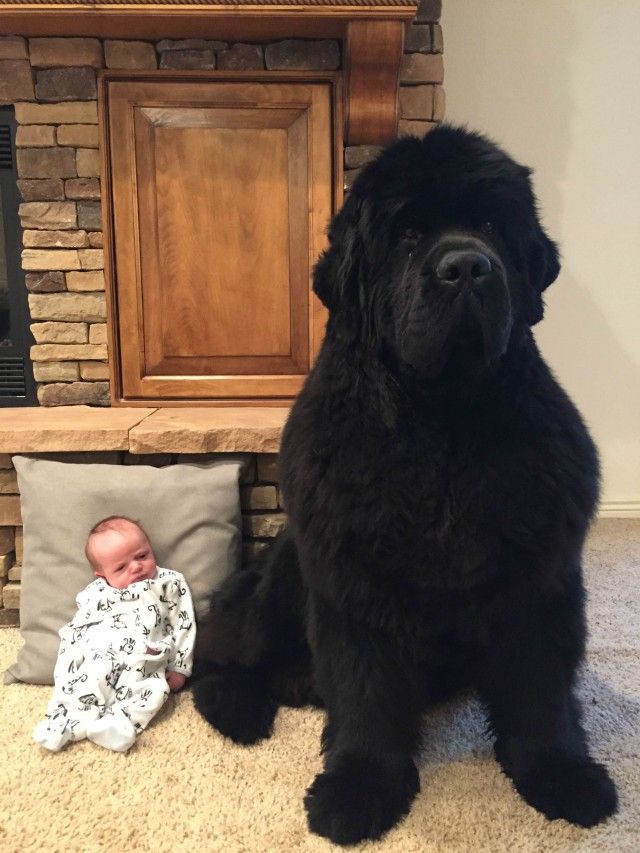 身体の大きな甘えん坊 ニューファンドランド犬との暮らしを見てみよう