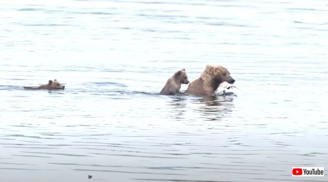 ママの背中のタクシーだ！ヒグマの子、お母さんの背中にちゃっかり乗って川を渡る