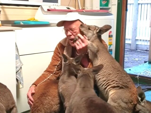 kangaroos6_640
