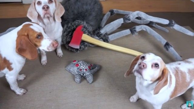 dognspider8_e