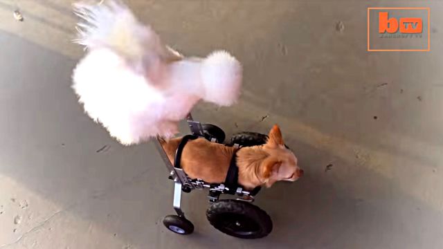 chickennchihuahua1