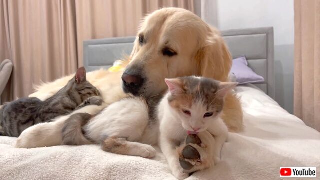 poorgolden4_640