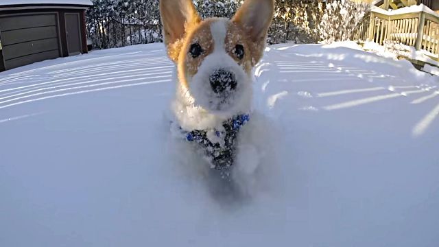 corgi2