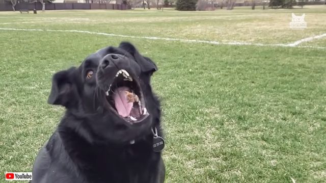 fluffyfailsfurrywins1_640