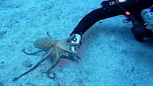 octopus7