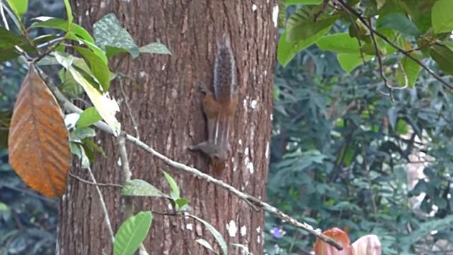 catnsquirrel2