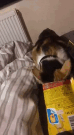 funny-idiot-cats-113-5ae19d827e73f__605