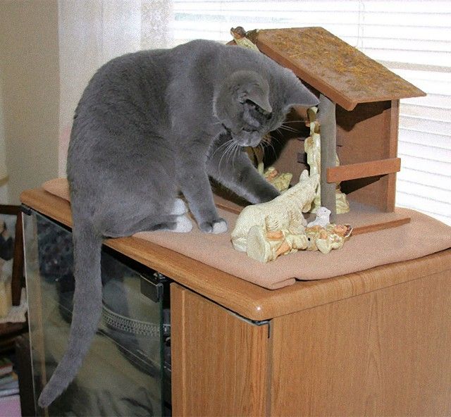 cats-crashing-nativity-scenes-117-5a27db9ca3688__605_e