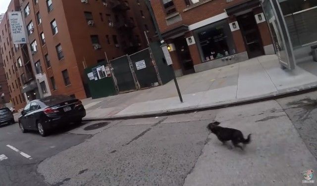 runnawaydog3_e