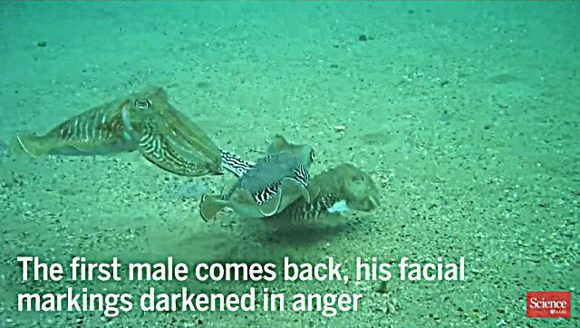 cuttlefish6