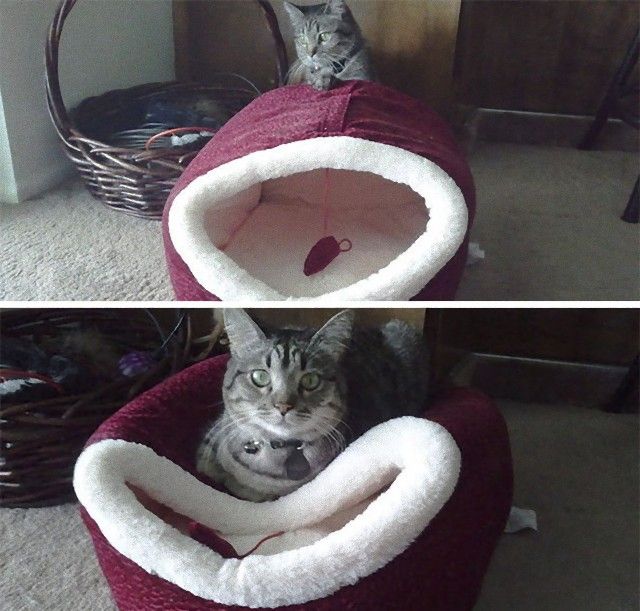 funny-idiot-cats-53-5ae9b5a013952__605_e