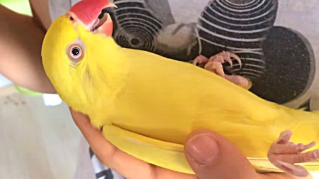relaxingparrot4