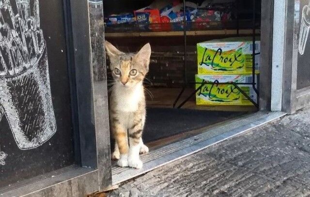 bodegacats0_e