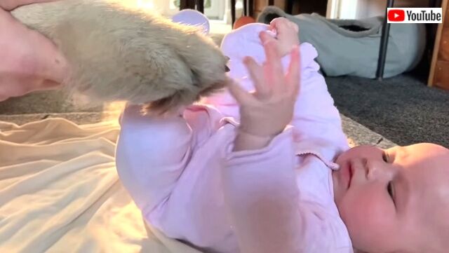 dogswbaby4_640