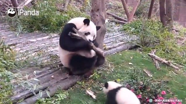 pandasntree2_e