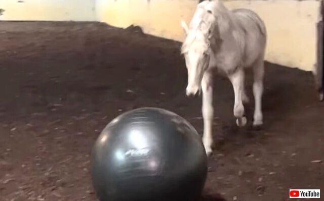 horsenball2_640