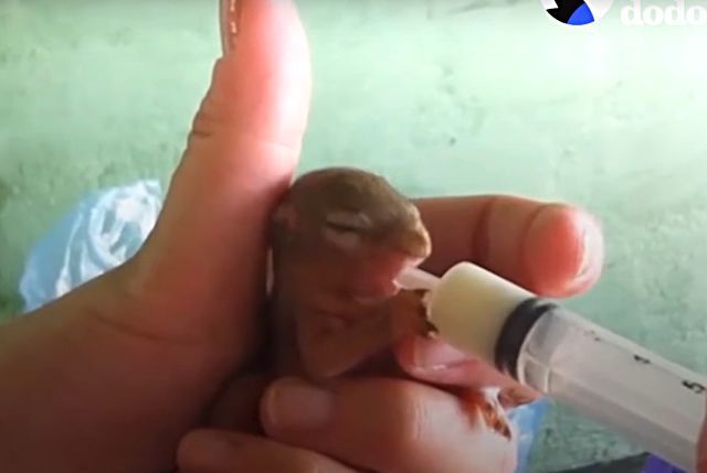 babysquirrelrescue6