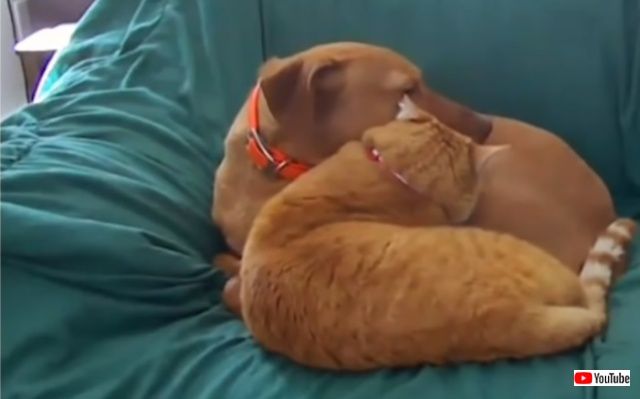 catcomfortsdog5_640