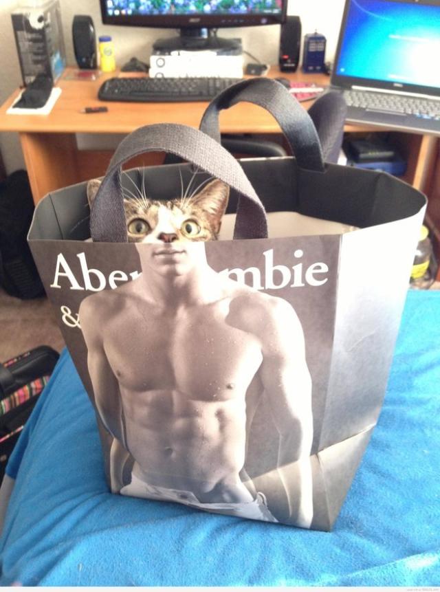 catsinabag4 ok