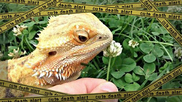 cute-reptiles-1131__605_ea-frame
