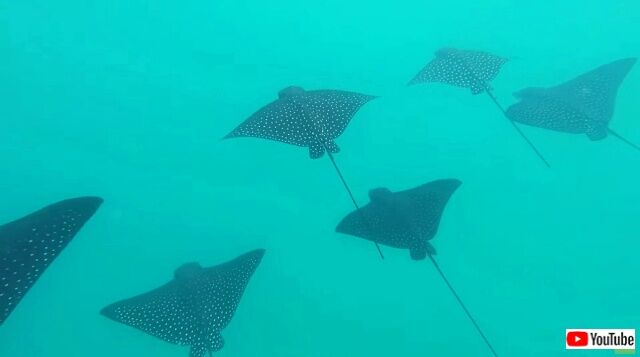 spottedeaglestingray2_640
