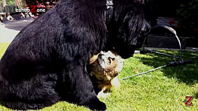 cuteowl5