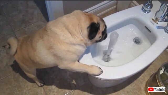 pug5_640