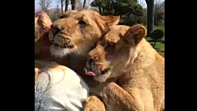 lionhug4