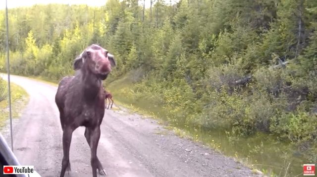 moosemomnpicuptruck4_640