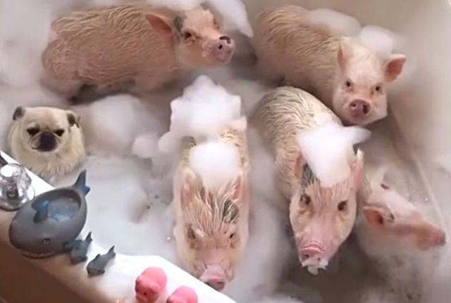 minipigs8